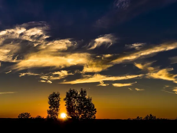 Panorama - Bäume vor Sonnenuntergang